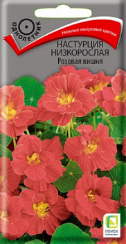 nastrucia_nizkorosl_rozovaya_vishnya