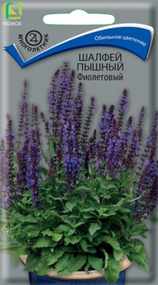 shalfey_pyshny_fioletovy