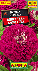 Цинния Вишневая королева_ЦП