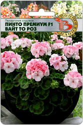 пеларгония Пинто премиум Вайт то Роз