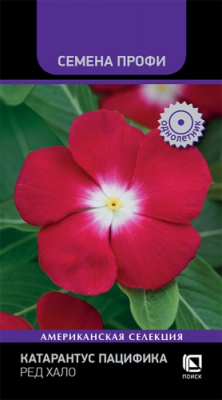 katarantus_patsifika_red_khalo
