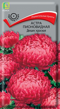 astra_pion_dushes_krasnaya