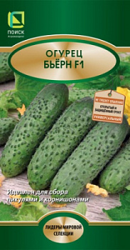 ogurec_bern_f1