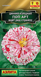 Цинния Поп арт вайт ред страйпс
