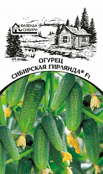 ogurec sibirskaya girlyanda f1 faz