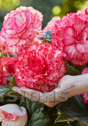Begonia Picotee Lace White-Pink