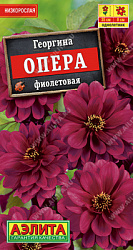 Георгина Опера фиолетовая