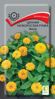 cinnia_nizkoroslaya_rumba_jeltaya