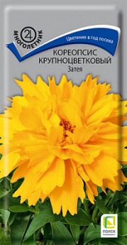 koreopsis_krupnocvet_zatea