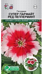 Гвоздика Супер Парфайт