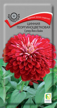 Цинния супер йога вайн