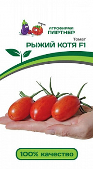 Рыжий котя