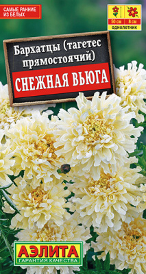 Бархатцы Снежная вьюга_ЦП
