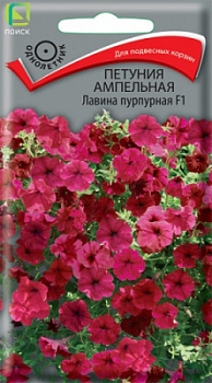 petunia_ampel_lavina_purpurnaya_f1