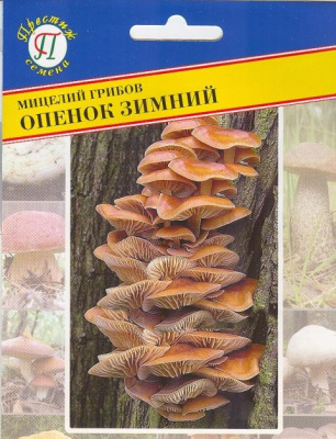 Опенок зимний