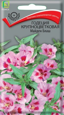 Годеция крупноцветковая Майден Блаш