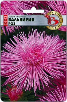 Астрав валькирия роз