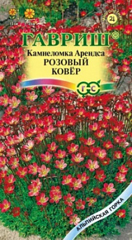 Камнеломка розовый ковер