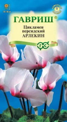 Цикламен Арлекин