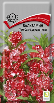 balzamin_tom_samb_dvucvetny
