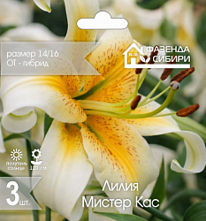 Лилия Мистер Кас