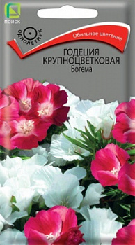 Годеция крупноцветковая Богема