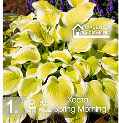 сХоста Spring Morning