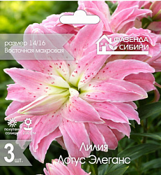 Лилия Лотус Элеганс