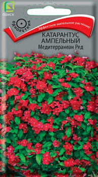katarantus_ampelnyy_mediterranean_red
