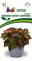 Колеус визард корал санрайз