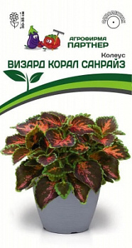 Колеус визард корал санрайз