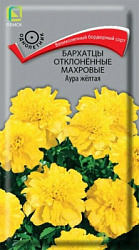 Бархатцы отклоненные махровые Аура жёлтая