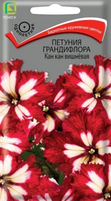 Петуния грандифлора Кан Кан Вишневая
