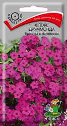 floks_drummonda_krasotka_v_malinovom