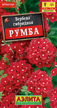Вербена Румба