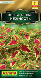 Колеус блюме Нежность_ЦП