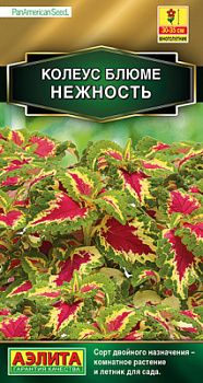 Колеус блюме Нежность_ЦП