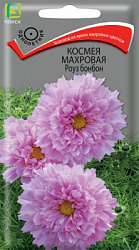 kosmeya_mahrovaya_rouz_bonbon