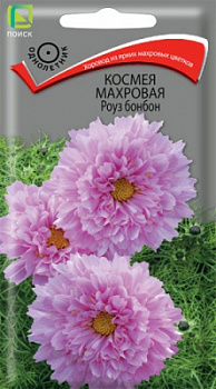 kosmeya_mahrovaya_rouz_bonbon