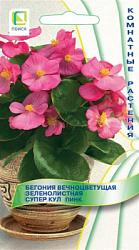begoniya_vechnocvet_zelenolist_super_cool_pink