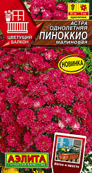 Астра Пиноккио малиновая