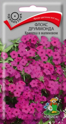 floks_drummonda_krasotka_v_malinovom
