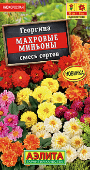 Георгина Махровые миньоны, смесь сортов_ЦП