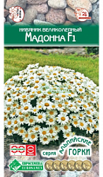 Нивяник Мадонна