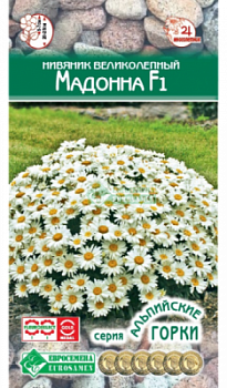 Нивяник Мадонна