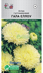 Астра Гала Еллоу