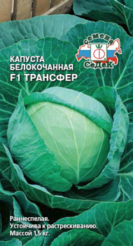 kapusta_transfer_f1