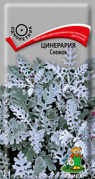 Цинерария Снежок