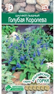 Шалфей королева