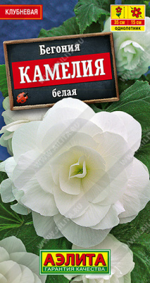 Бегония Камелия белая